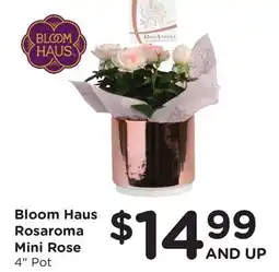 Ralphs Bloom Haus Rosaroma Mini Rose offer