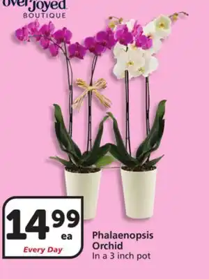 Albertsons Phalaenopsis Orchid offer