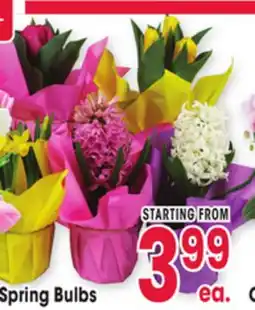 Jewel-Osco Spring Bulbs offer
