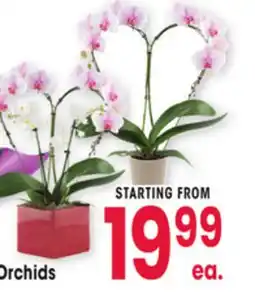 Jewel-Osco Orchids offer