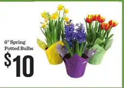 Mariano's 6 Spring Potted Bulbs offer