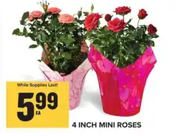 Food Lion 4 Inch Mini Roses offer