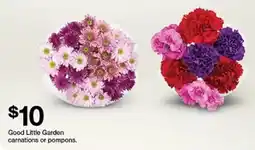 Target Good Little Garden carnations or pompons offer