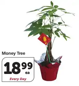 Albertsons Money Tree offer