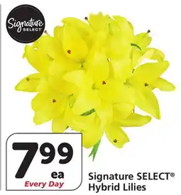 Vons Signature SELECT Hybrid Lilies offer