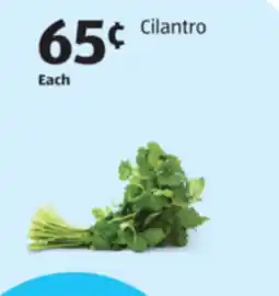 Aldi Cilantro offer