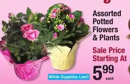 Menards Assorted Potted Flowers & Plants offer