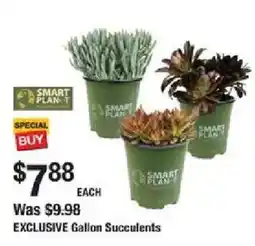 The Home Depot Gallon Succulents offer