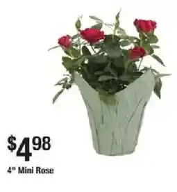 The Home Depot Mini Rose offer