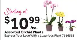 Stop&Shop Assorted Orchid Plants offer