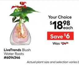 Lowe's Blush Water Roots offer