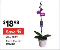 Lowe's 1.5-qt Orchid offer