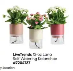 Lowe's 12-oz Lana Self Watering Kalanchoe offer