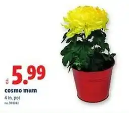 Lidl Cosmo mum offer