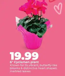 Hy-Vee 6 Cyclamen plant offer