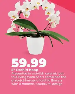 Hy-Vee 5 Orchid hoop offer