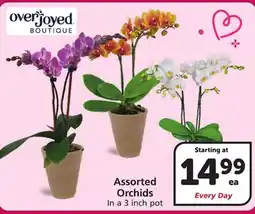 Vons Overjoyed Assorted Orchids offer