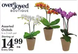 Pavilions Overjoyed Assorted Orchids offer