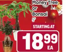 Tony’s Fresh Market Money Tree or Bonsai offer