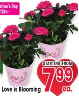 Jewel-Osco Love is Blooming offer