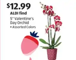 Aldi 5 Valentine's Day Orchid offer