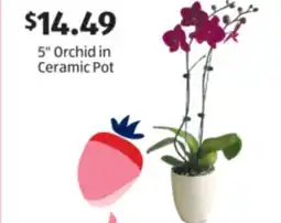 Aldi 5 Orchid in Ceramic Pot offer