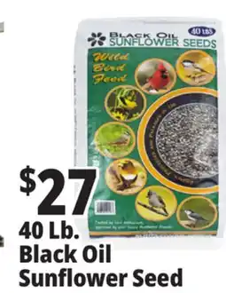 Ocean State Job Lot Black Oil Sunflower Seeds, 40 lbs offer