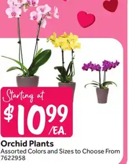 Stop&Shop Orchid Plants offer