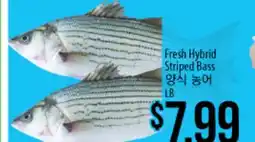 Hmart Fresh Hybrid Striped Bass offer