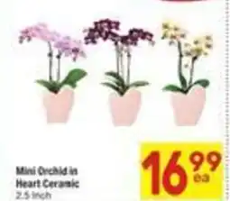 Albertsons Mini Orchid in Heart Ceramic offer
