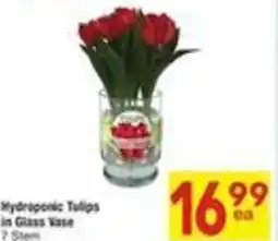 Albertsons Hydroponic Tulips in Glass Vase offer