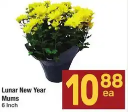 Albertsons Lunar New Year Mums offer