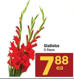 Albertsons Gladiolus offer