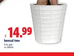 Lidl Bonsai tree offer