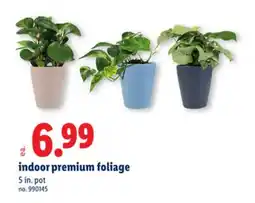 Lidl indoor premium foliage offer