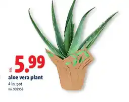 Lidl Aloe vera plant offer