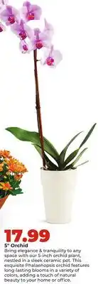 Hy-Vee 5 Orchid offer