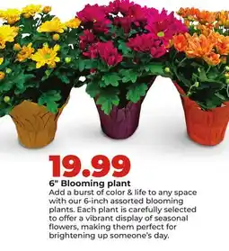 Hy-Vee 6 Blooming plant offer