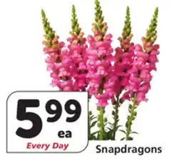Vons Snapdragons offer