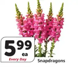 Albertsons Snapdragons offer