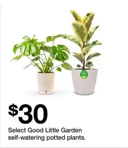 Target Select Good Little Garden self-watering potted plants offer