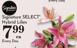 Pavilions Signature SELECT Hybrid Lilies offer