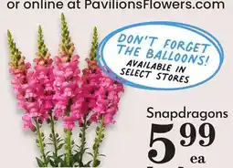 Pavilions Snapdragons offer