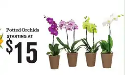 Mariano's Potted Orchids offer