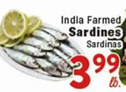 Rio Valley Market India Farmed Sardines offer