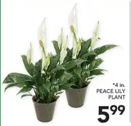 Pete's Fresh Market PEACE LILY PLANT offer