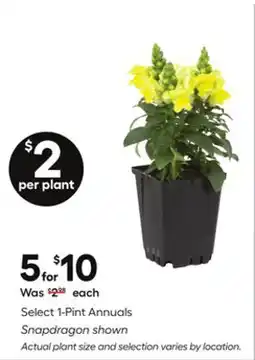 Lowe's Select 1-Pint Annuals offer