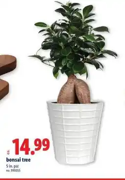 Lidl Bonsai tree offer