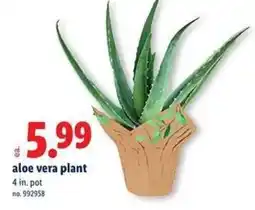 Lidl Aloe vera plant offer