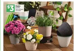 Dollar General Planters offer